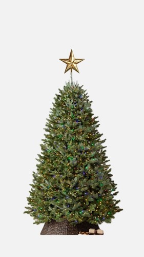 Fraser fir christmas - 5'5, ft